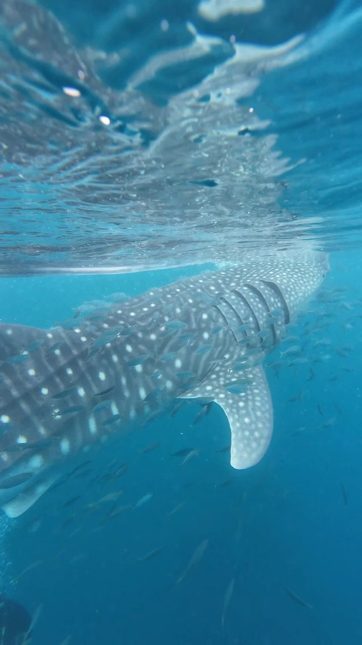 Instagram post from nitzan.katz.freedive. This post is in position 5.