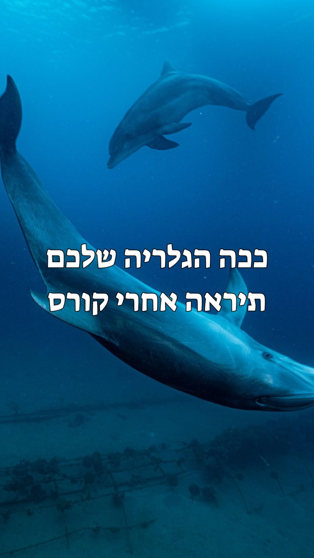 Instagram post from nitzan.katz.freedive. This post is in position 2.